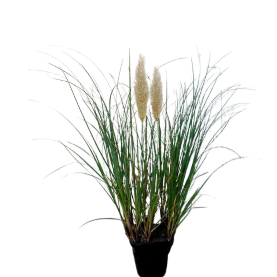 2 Mixed Pampas Grass Plants Live, Live Pampas Grass Plant Ornamental Grass Plant Perennial, from 5 Inc to 7 Inc Tall