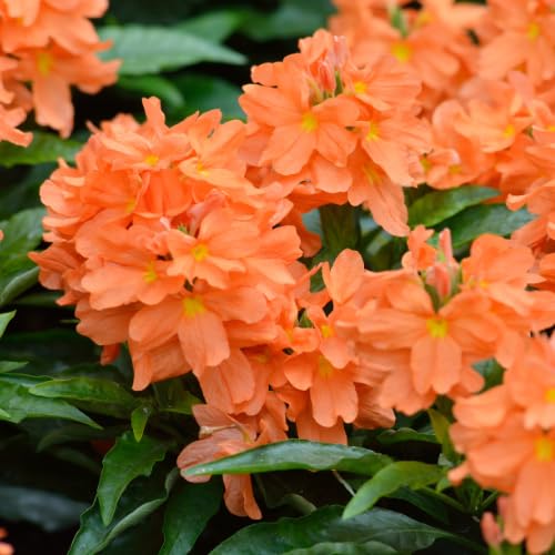 Pack of 4 Orange Crossandra Plants, 3-5 inch Tall Crossandra Plant Live for Planting Outdoor, Perennial Tropical Flower Plants