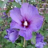 Purple Rose of Sharon Plant in Quart Pot, Hardy Hibiscus Flowering Shrub, Vibrant Outdoor Althea Plants, Fast-Growing Perennial