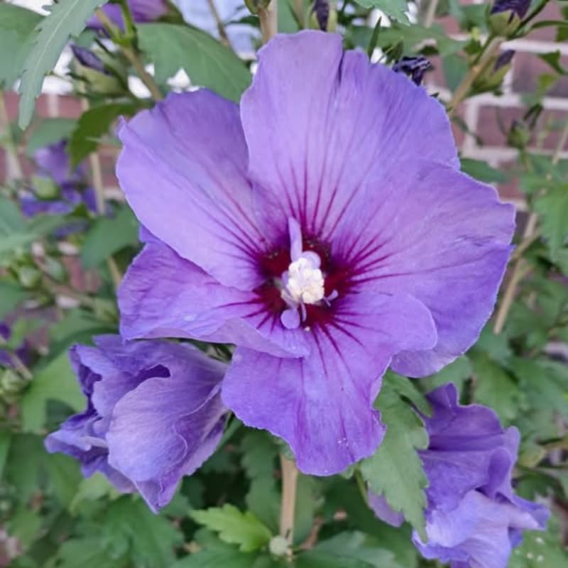Purple Rose of Sharon Plant in Quart Pot, Hardy Hibiscus Flowering Shrub, Vibrant Outdoor Althea Plants, Fast-Growing Perennial