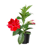 2 Stripe Red Mandevilla Live Plants, Mandevilla Flowering Vines Trellis, 4-9 Inch Tall Plants for Hanging Baskets, Container and Garden Growing