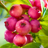 2 Blueberry Plants Live for Planting, Blueberry Bushes Live Plant 1 Year Old, Fruit Tree Live Blueberry Plant Highbush Blueberry Plant (Pink Lemonade Blueberry Plants)