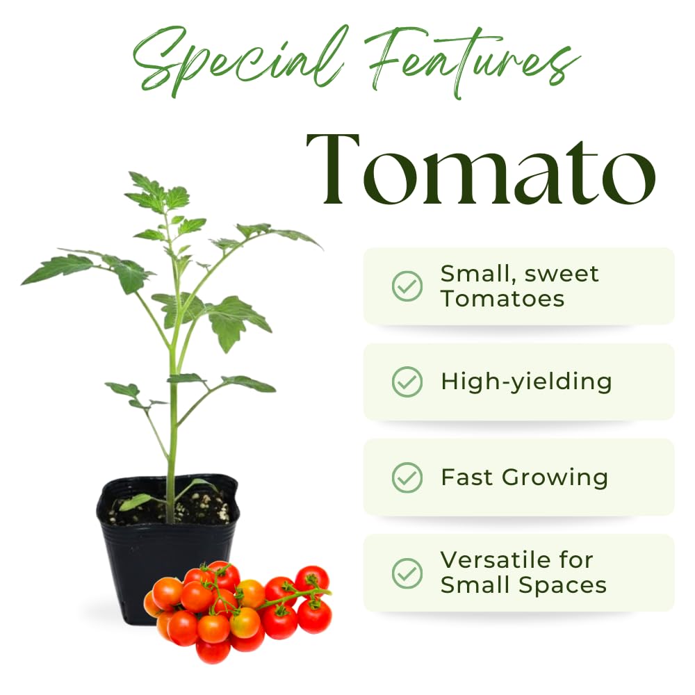 Tomato Plant Live for Planting, Cherry Red Tomato Plant Live, 8-10 Inc Tall, Well Rooted 4 Inc Pot, Sweet Tomatos, Trailing Vine for Outdoor Garden