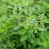 2500 Green Leaf Holy Basil Seeds, Fresh Holy Basil Seeds for Planting, Fragrant Herb