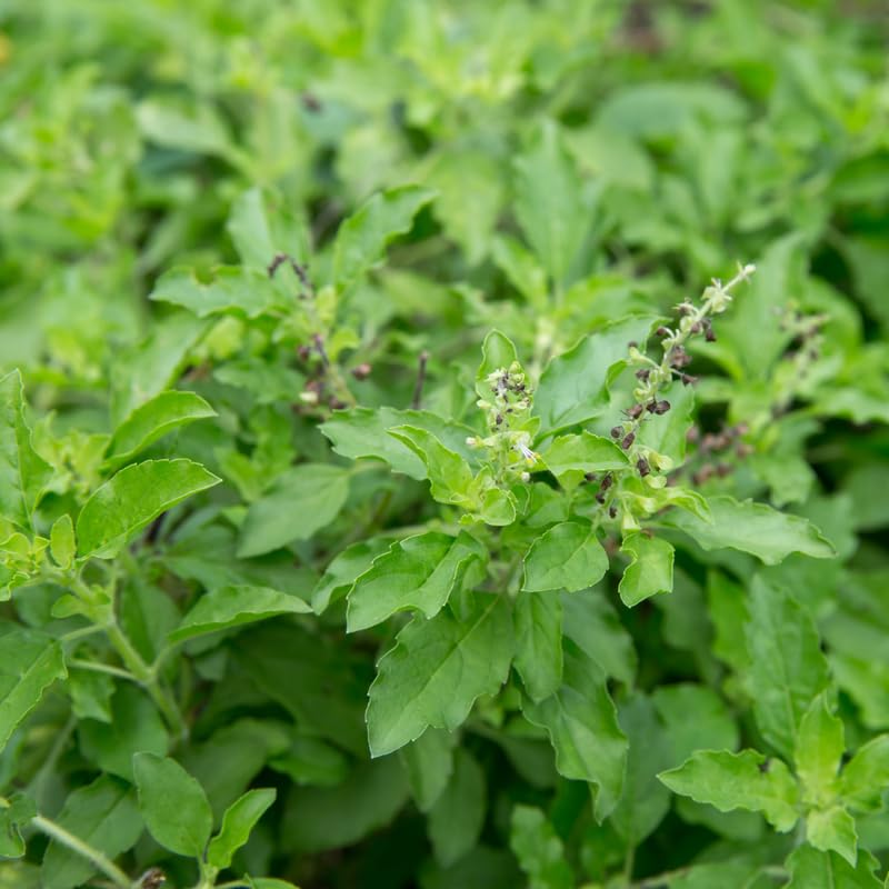 2500 Green Leaf Holy Basil Seeds, Fresh Holy Basil Seeds for Planting, Fragrant Herb