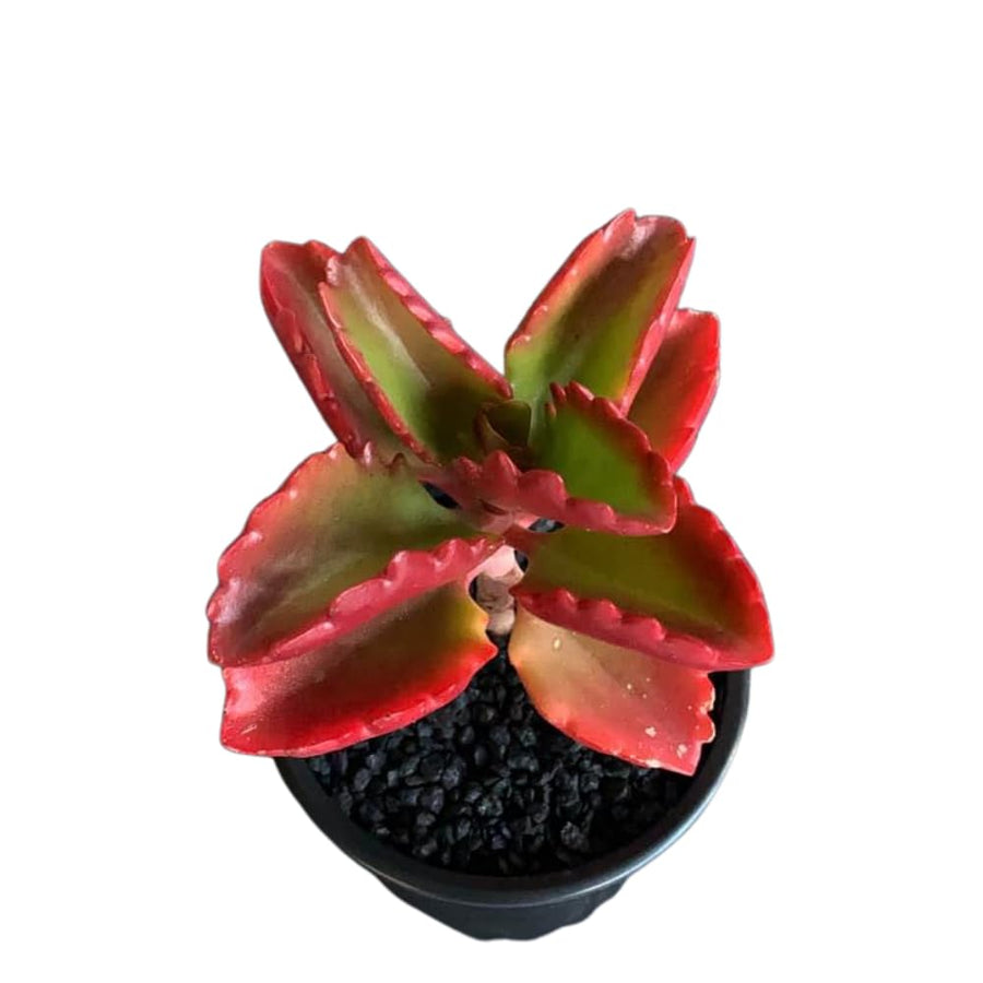 Kalanchoe Plant Live, Mother of Thousands Live Plant in 2" Pot, Rare Succulent Indoor Houseplant (Red Kalanchoe)