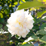 Climbing Rose Bushes Ready to Plant, Well-Rooted, Hardy Roses Tree 5 to 10 Inc Tall, Fragrant, Outdoor Planting (Red)