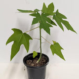 Dwarf Papaya Tree Plant Live in Half Gallon Pot, Tropical Papaya Plant 7-12 Inches Ready to Grow, Tropical Frui Tree Outdoor Growing