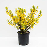 Forsythia Plant Live, Forsythia Bush Live Plant, Well Rooted in Quart Pot, 8-10 Inches Tall, Perennial Shrub for Outdoor Growing