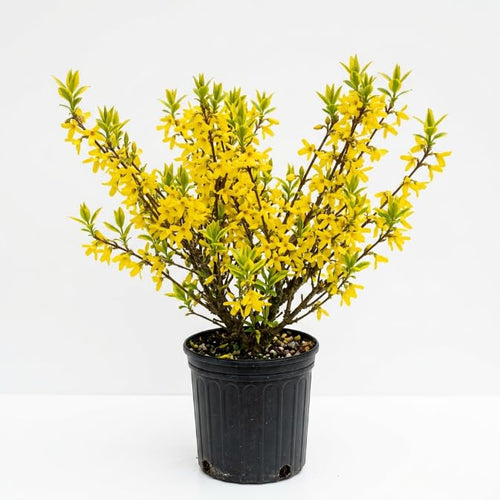 Forsythia Plant Live, Forsythia Bush Live Plant, Well Rooted in Quart Pot, 8-10 Inches Tall, Perennial Shrub for Outdoor Growing