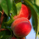 Red Peach Tree Live Plant Dormant and Bare Root, 6-12 Inc in Tall, Cold Hardy, Well-Rooted for Planting, No CA