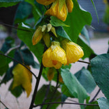 Yellow Abutilon Live Plant, Abutilon Flowering Vine, Trailing Lantern Flower Well Rooted 5-7 Inch Tall