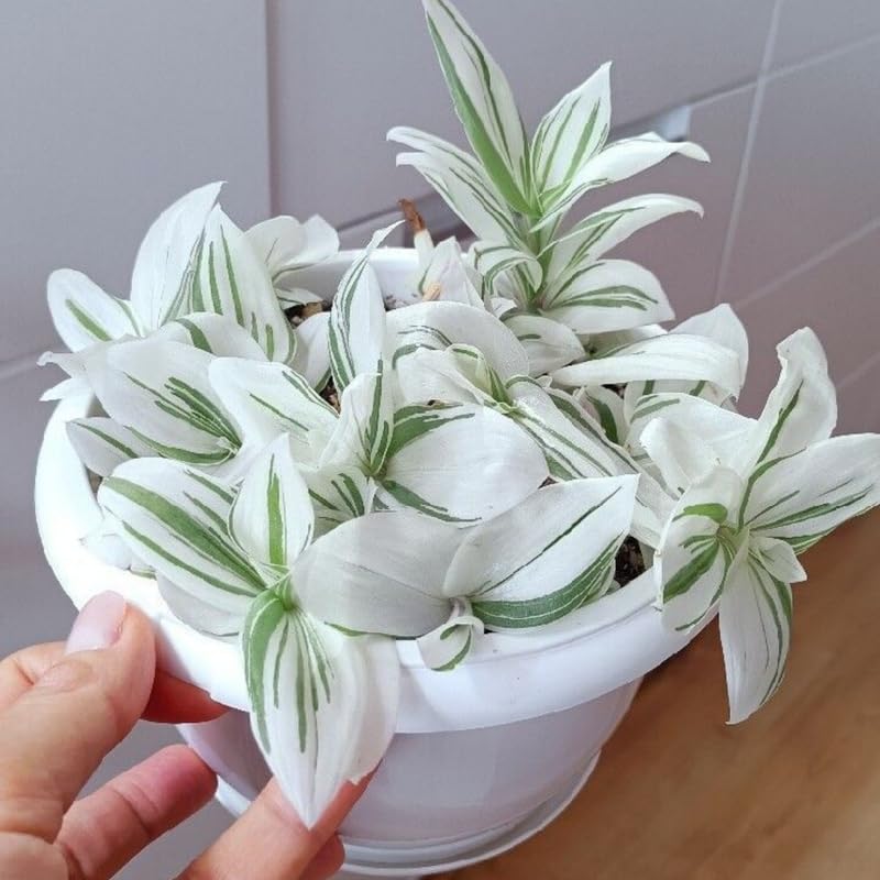 4 Variegated Wandering Jew Plants, Live Indoor Plant 3-5 Inches, Colorful Trailing Tradescantia for Home, Office and Hanging Baskets