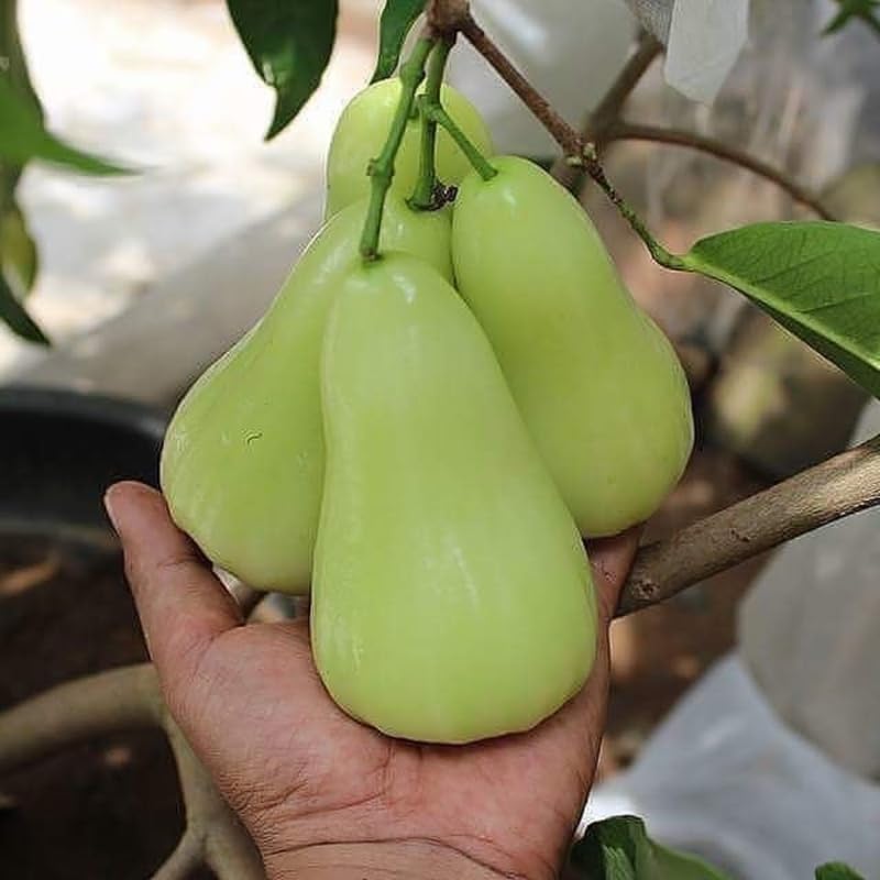 Green Wax Apple Tree Live, Apple Fruit Tree 2–3 Feet Tall, Tropical Fruit Tree for Outdoor Planting