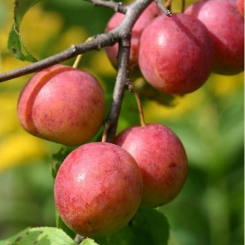 Pack 4 American Plum Trees Live Plants for Planting, 6-12 Inch Plum Bareroots, Cold Hardy Plum Plants Live Ready to Grow Your Garden