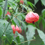 2 Abutilon Plants Live 5-8 Inches Tall - Abutilon Lantern Trailing Hanging Flower Vine Perfect for Enhancing Your Indoor Outdoor Garden (Pink)
