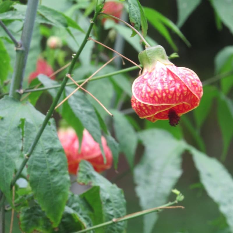 2 Abutilon Plants Live 5-8 Inches Tall - Abutilon Lantern Trailing Hanging Flower Vine Perfect for Enhancing Your Indoor Outdoor Garden (Pink)