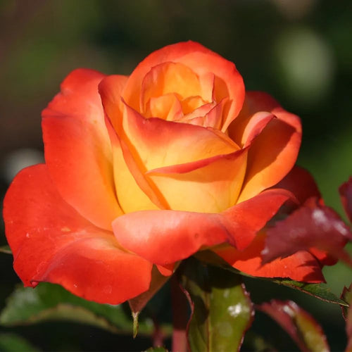 Rose Bush Live Plant - Climbing Rose Plant Live Shrub - Bareroot with Soil 7-10 Inch Tall - Fragrant Rose Flowers Heirloom Rose Shrub (Moment Orange Rose)