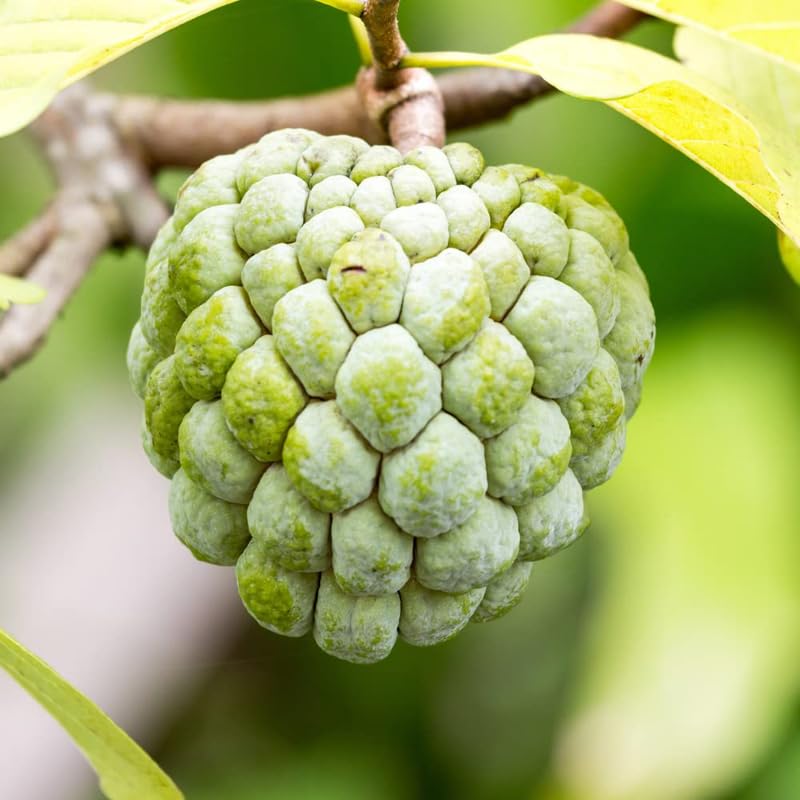 1 Pot Sugar Apple Tree Live Plant 5-10 Inch Tall, Sweet Sugar Apple Plant Live, Annona Squamosa Sugar Apple Fruit Tree