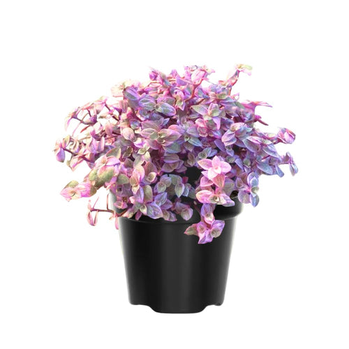 Pink Lady Callisia Repens Plant Live, Callisia Repens Succulent Plants, Pink Turtle Vine Indoor Houseplant, 4 Inch Pot