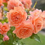 Light Red-Orange Climbing Roses Live Plants 7 Months Old, Rose Bushes Ready to Plant 5-9" Tall, Very Fragrant, Can Grow As Climber or Bush Tree or Trellises, Walls, Fences