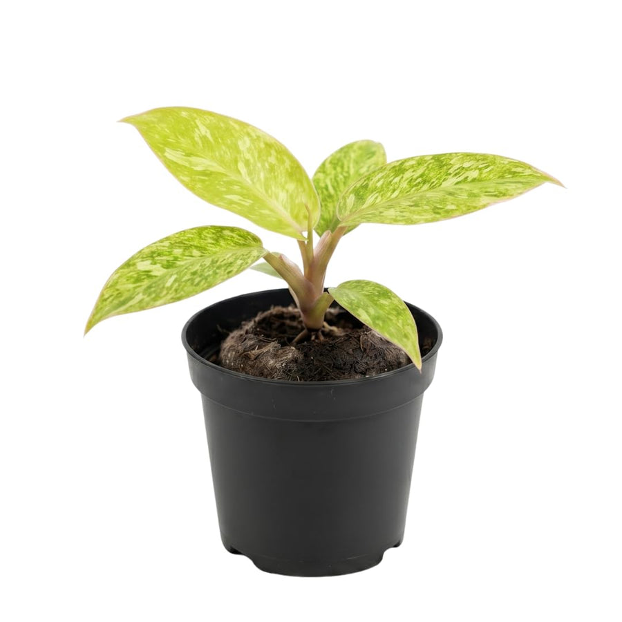 Set of 2 Live Green Yellow Philodendron Plants in 4 Inch Pots, Tropical Indoor Houseplants with Variegated Foliage, Ready to Grow