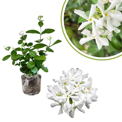 Set 2 Jasmine Plants Live, Jasmine Starter Plugs 3-5 Inches, Fragrant Jasmines Trailing Vine for Garden or Container