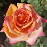 Rose Bush Live Plant Indoor Outdoor, 5-9 Inch Tall, Fragrant Rose Plant Live for Planting, Ornamental Flowers Well Rooted Starter Plant (Sunset Rose)