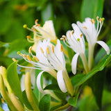 Honeysuckle Vine Live Plant, 6-7" Tall Starter, Climbing Honeysuckle Flowering Vine for Outdoor Garden, Trellis, Fence, or Landscape