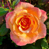 Rose Bush Live Plant Indoor Outdoor, 5-9 Inch Tall, Fragrant Rose Plant Live for Planting, Ornamental Flowers Well Rooted Starter Plant (Sunset Rose)
