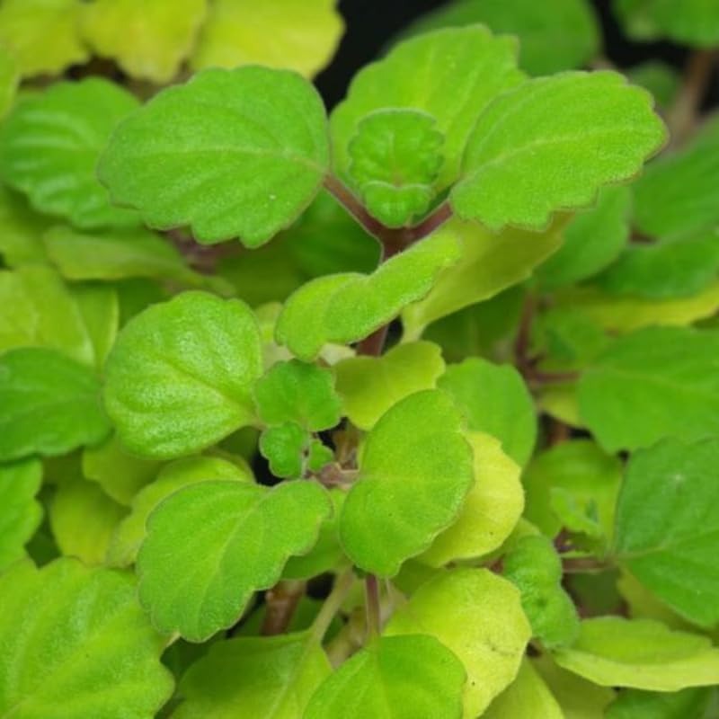 2 Plectranthus Swedish Ivy Plants Live for Growing, Green Swedish Ivy Mint Herb Starter Plants to Grow Hanging Basket Houseplant