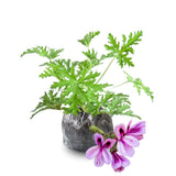 Set 2 Citronella Plants Live for Planting, Fragrant Geranium Citronella Herbs Plants, Ready to Plant Outdoor 4-9 Inch