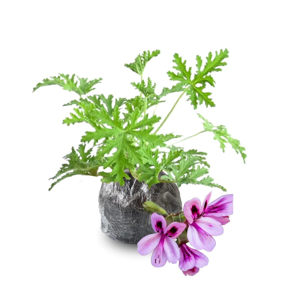 Set 2 Citronella Plants Live for Planting, Fragrant Geranium Citronella Herbs Plants, Ready to Plant Outdoor 4-9 Inch