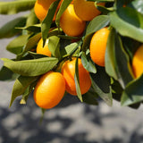 Sweet Kumquat Tree, Grafted 2 Ft Tall, Citrus Kumquat Plant in Pot