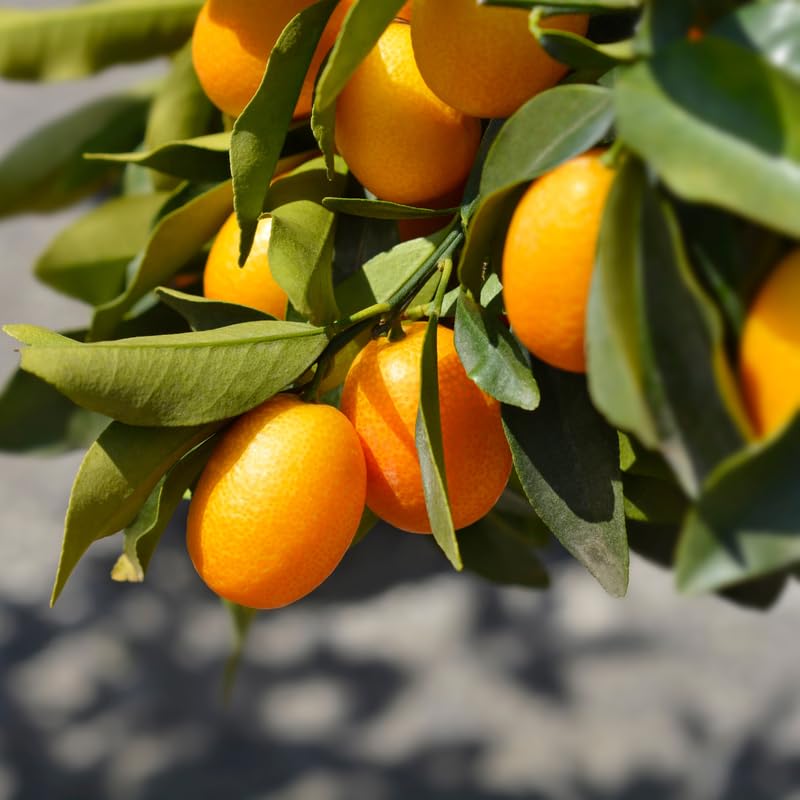 Sweet Kumquat Tree, Grafted 2 Ft Tall, Citrus Kumquat Plant in Pot