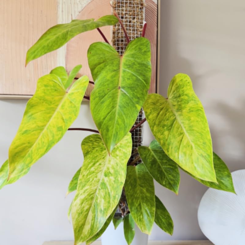 2 Lady Philodendron Live Plant 5-9" Tall, Rare Tropical Indoor Houseplant Home Garden