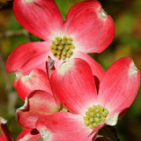 2 Pink Dogwood Trees Shrubs Bushes in 2.5 Inch Pot, Dogwood Trees Live Plants for Planting Outside, Flowering Dogwood Trees Plants Live for Outdoor Planting