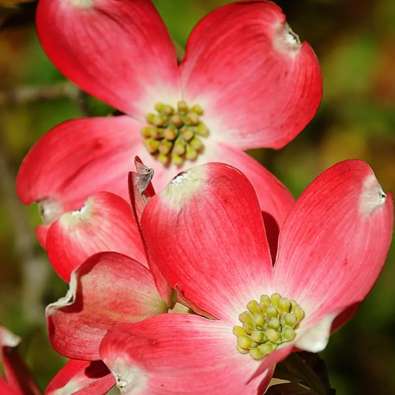 2 Pink Dogwood Trees Shrubs Bushes in 2.5 Inch Pot, Dogwood Trees Live Plants for Planting Outside, Flowering Dogwood Trees Plants Live for Outdoor Planting
