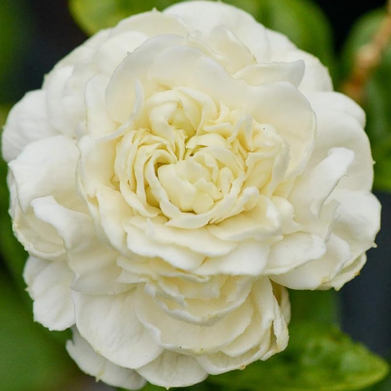 Set 2 Duke of Tuscany Jasmine Plants Live, Jasmine Starter Plugs 3-5 Inches, Fragrant Jasmines Trailing Vine for Garden or Container