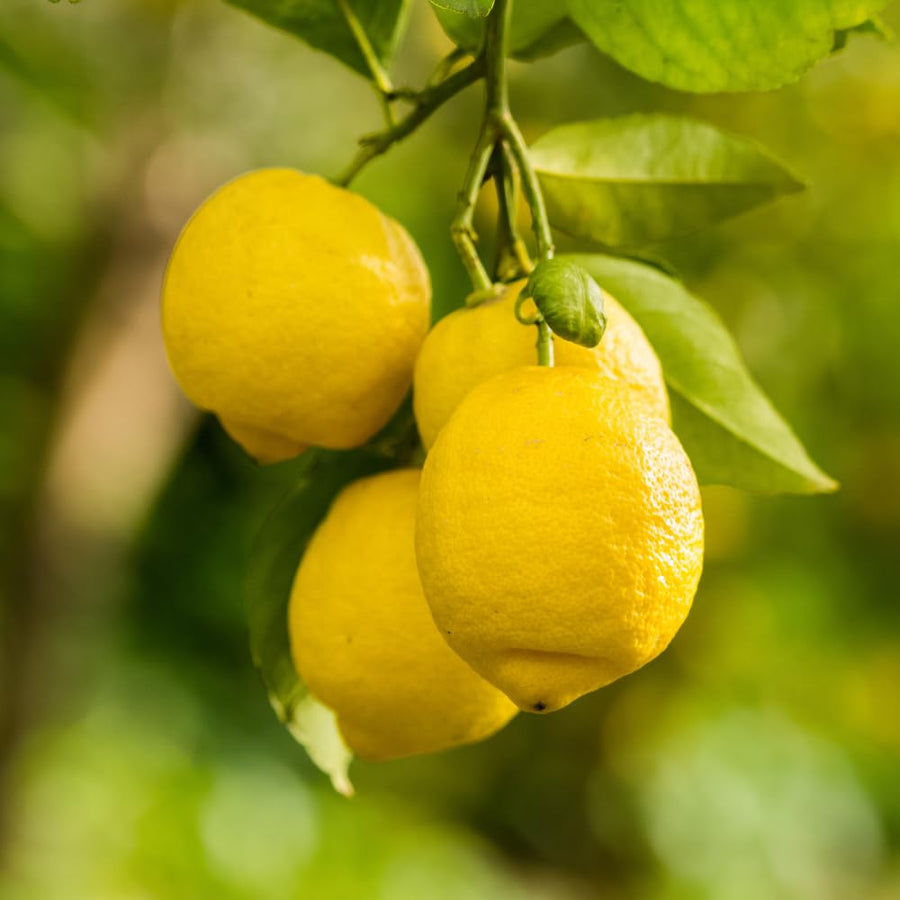Lemon Tree Live Plant, 3-4 Feet Tall, Well Rooted Grafted Citrus Tree, Live Fruit Trees, Easy Care, Low Maintenance (Yellow Lemon Tree)