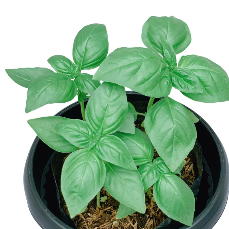 Sweet Basil Herb Plant Live, 6 Inch Tall, in 3" Pot, Fresh Culinary Herb for Indoor or Outdoor Growing