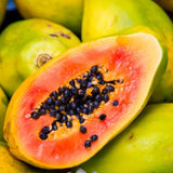 1 Papaya Plant Live Size 7-10" in 4in Pot, Perfect for Containers, Tropical Fruit for Small Spaces, No CA