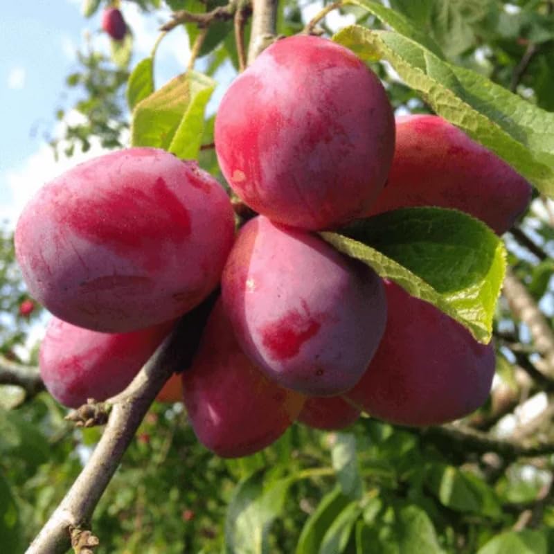Wild Plum Tree Live Plant Seedling, 12 to 18 Inches in Tall, 1-2 Year Old Well-Rooted for Outdoor Planting, No Pot