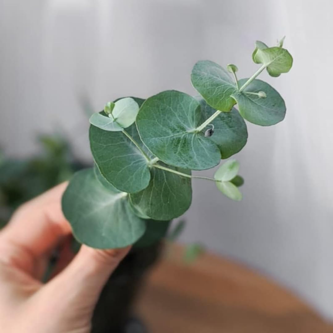 2 Baby Blue Eucalyptus Trees Live Plants - 5 to 9 Inches Tall Starter Plant, Fragrant Leaf, Hardy, Dormant in Winter