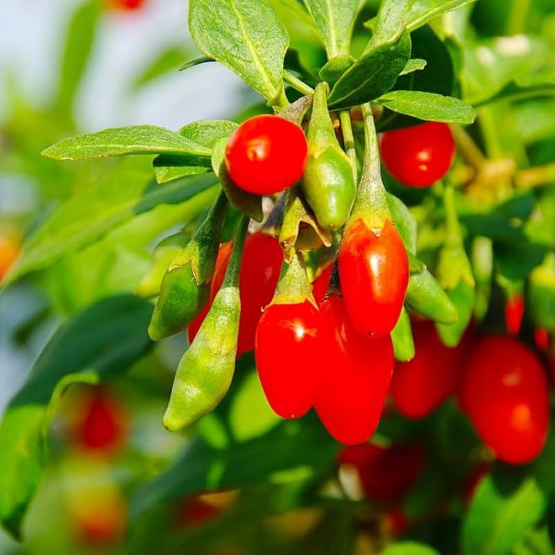 4 Red Goji Berry Plants Live for Planting Outdoors, Goji Berry Tree Live Plant 6-9 Inches Tall, Goji Berry Fruit Tree Plant Live