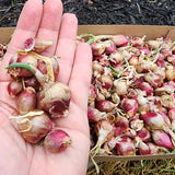 100 Egyptian Walking Onion Seeds for Planting, 100 Count Hardy Perennial Onion Herb Seeds for Outdoor Garden Growing