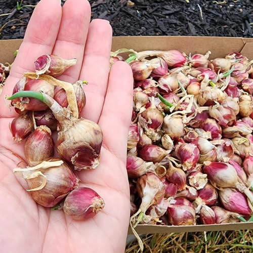 100 Egyptian Walking Onion Seeds for Planting, 100 Count Hardy Perennial Onion Herb Seeds for Outdoor Garden Growing