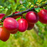 2 Chickasaw Plum Trees Live Plants Bare Roots for Planting, 1 Year Old for Gardening 12-18" Dormant, No Pot