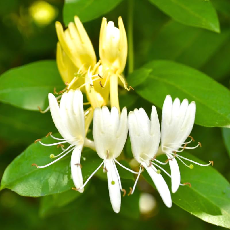Honeysuckle Vine Live Plant, 6-7" Tall Starter, Climbing Honeysuckle Flowering Vine for Outdoor Garden, Trellis, Fence, or Landscape
