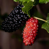 Dwarf Mulberry Plant Live for Planting 6 to 10 Inch Tall, in 3.5" Pot, Everbearing Mulberry Trees, Sweet Mulberry Fruit Plants Home Garden